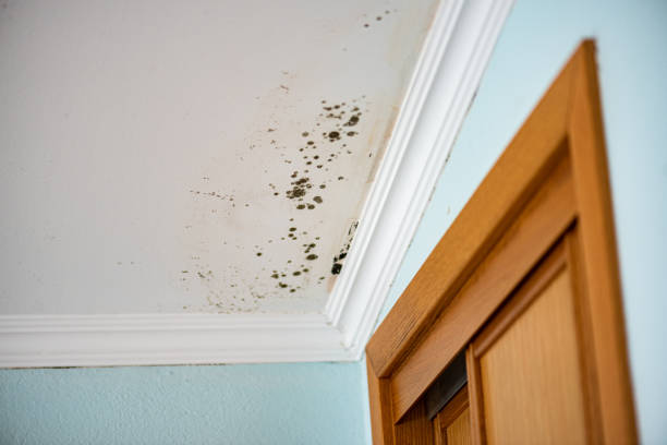 Best Commercial Mold Remediation in Richlands, NC